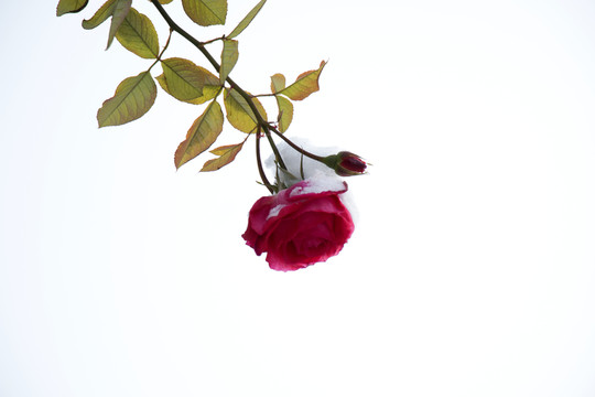 雪后月季花