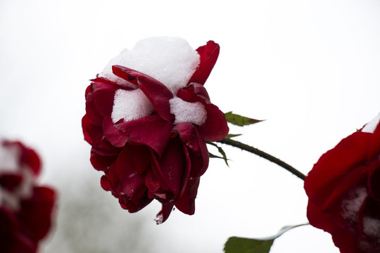 雪中月季花