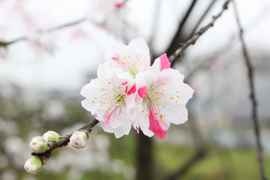 桃花