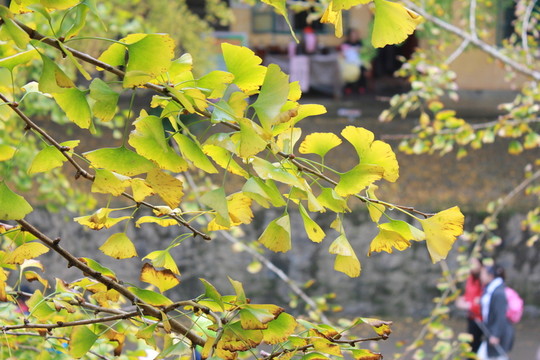 銀杏