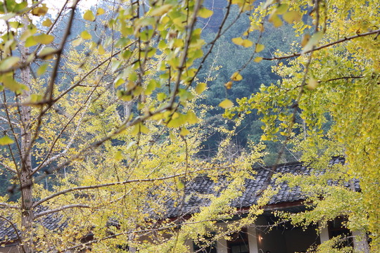 銀杏