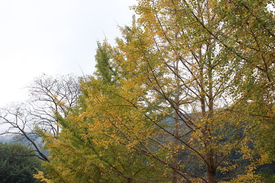 銀杏