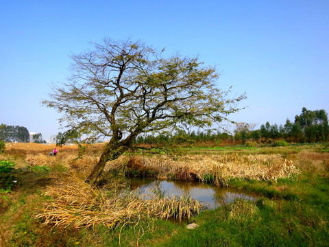樹