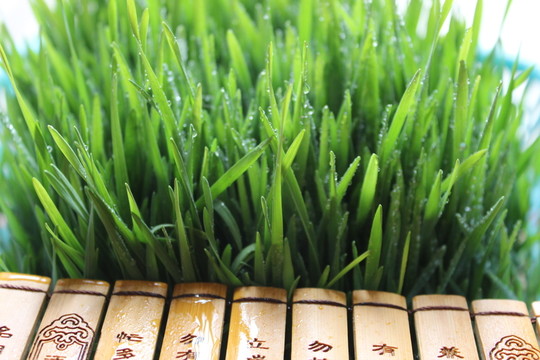 小麥草