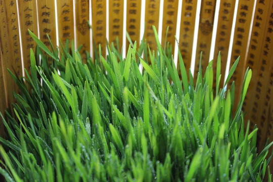 小麥草