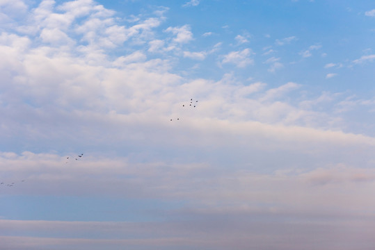 高空翱翔的鳥(niǎo)