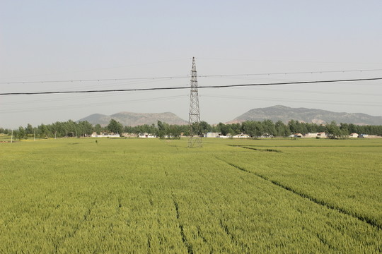 麥田