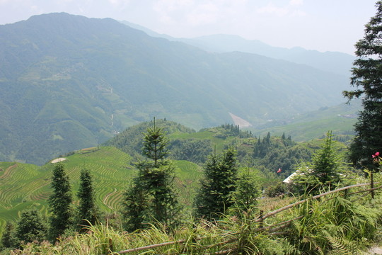龍脊梯田