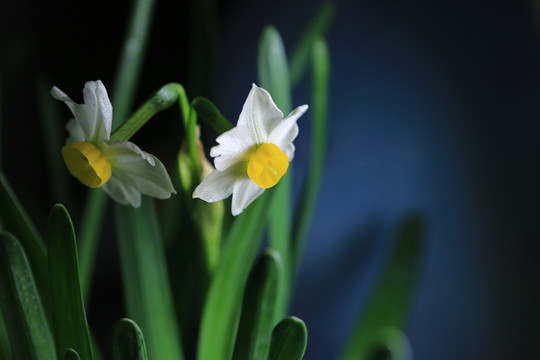 水仙花