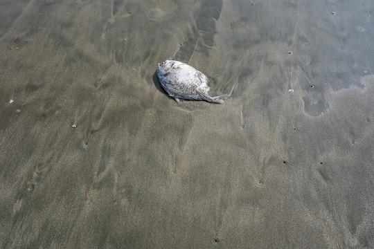 魚