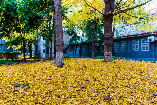 四川大學(xué)