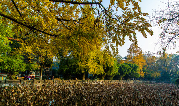 四川大學