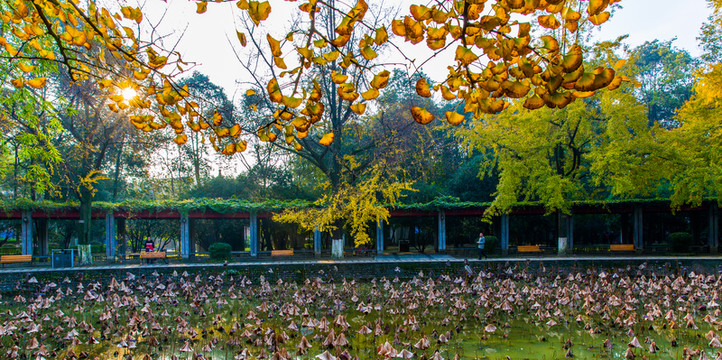 四川大學(xué)