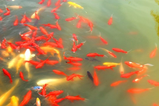 南京玄武湖風(fēng)光