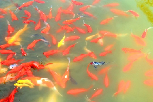 南京玄武湖風(fēng)光