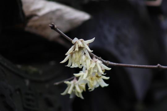 迎春花