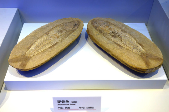 化石 硬骨魚(yú)