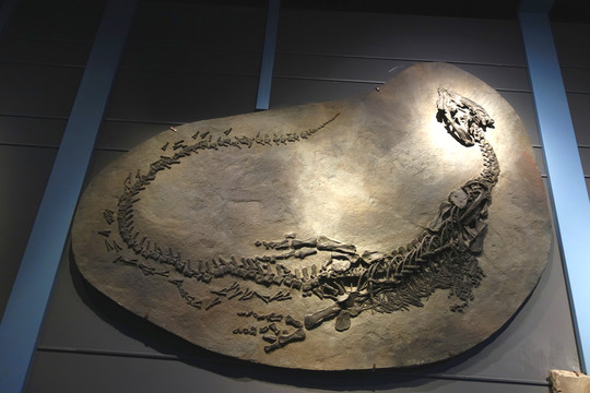 化石 短吻貧齒龍