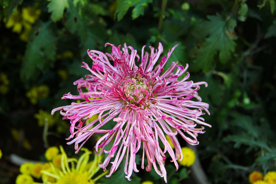 菊花