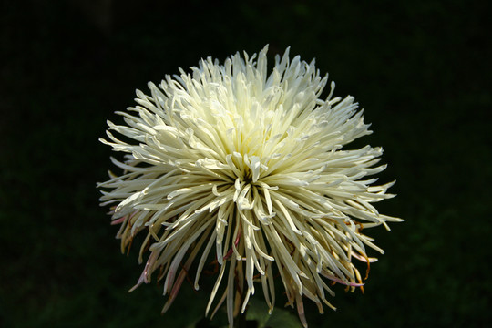 菊花 秋菊 菊花絲 花卉 白