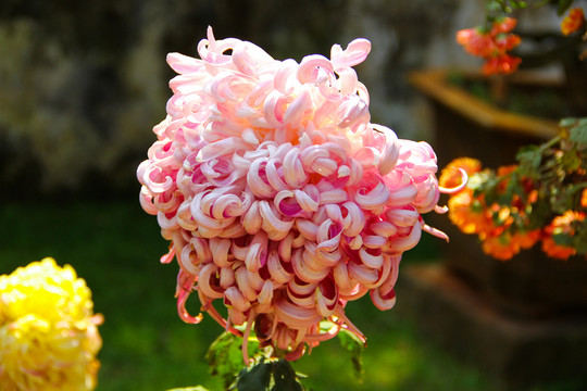 菊花