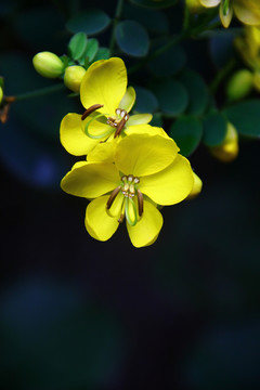 黃花