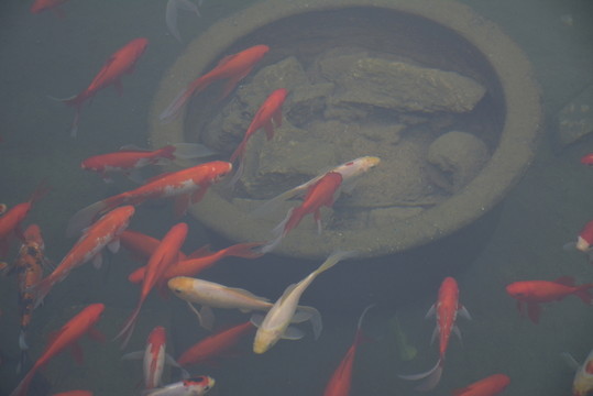 金魚