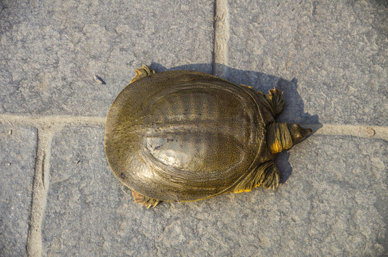 甲魚
