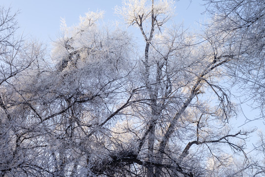 雪淞