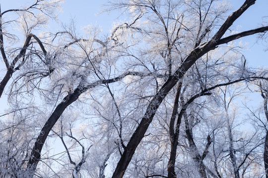 雪景