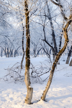 樹林