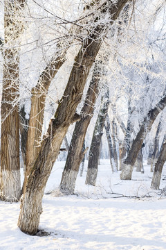 冬雪