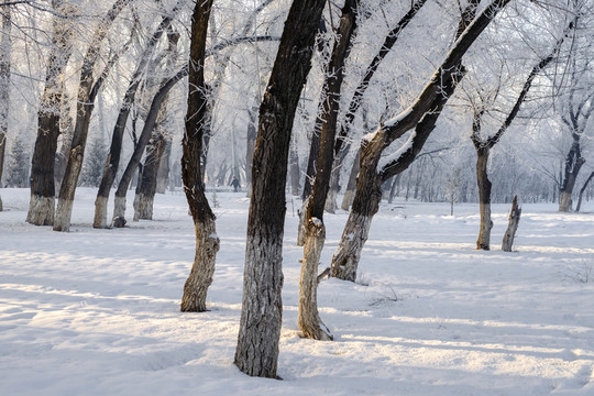 雪景