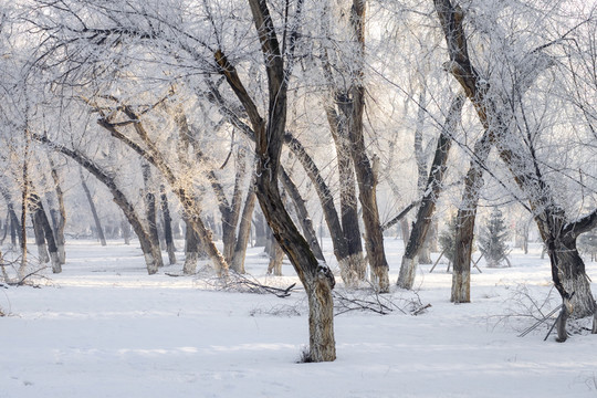 雪景