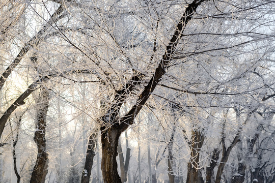 冬雪