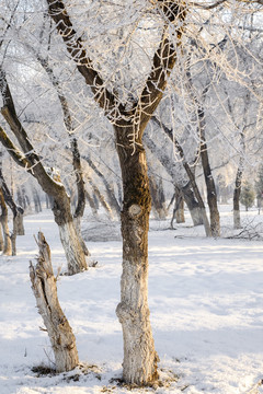 雪景