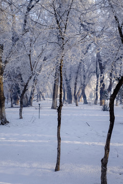 樹林