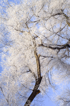 雪景