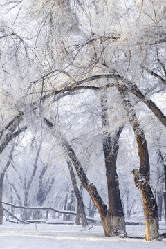 樹林