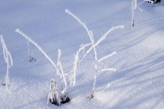冬雪