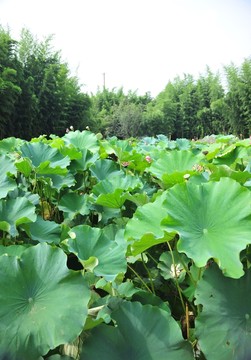 荷花 荷花園