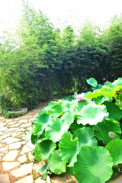 荷花園  荷花池