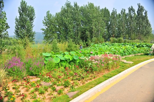 公園風(fēng)景 園林綠化