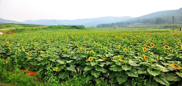 向日葵園 向日葵 葵花