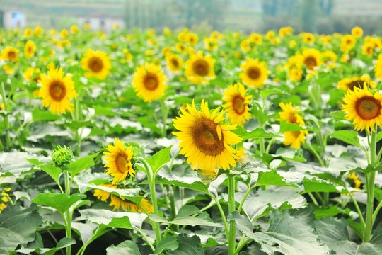 向日葵 葵花 葵花園