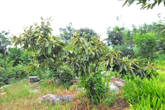 板栗樹 栗子
