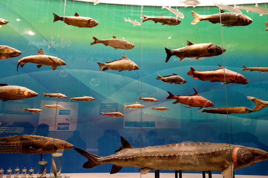 海底世界 魚