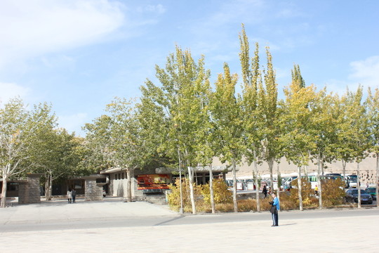胡楊樹