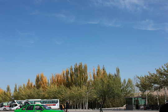 胡楊樹(shù)