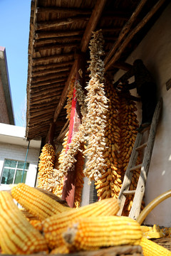 農(nóng)家院